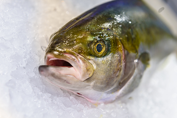 Article image for Experts: Climate change is altering fishing industry in North and Baltic seas