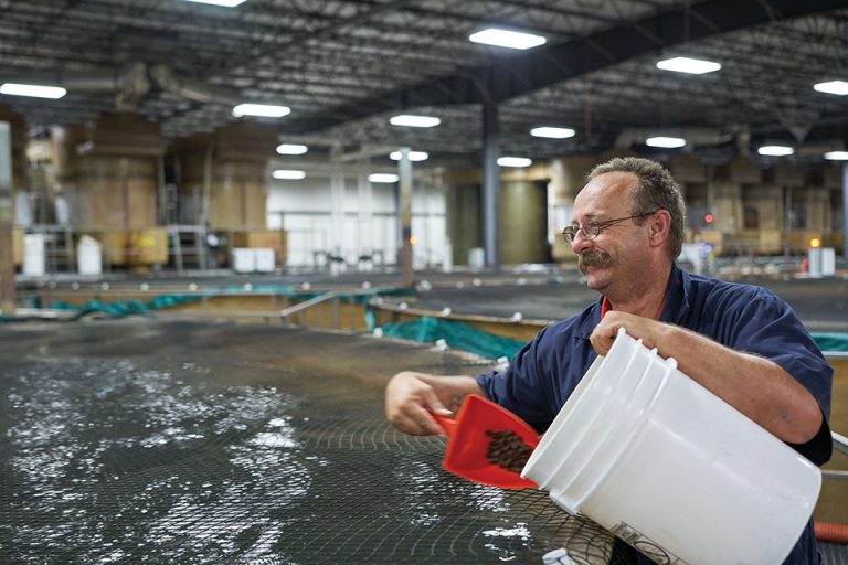 Article image for AquaBounty’s climate-smart aquaculture helps fish flourish
