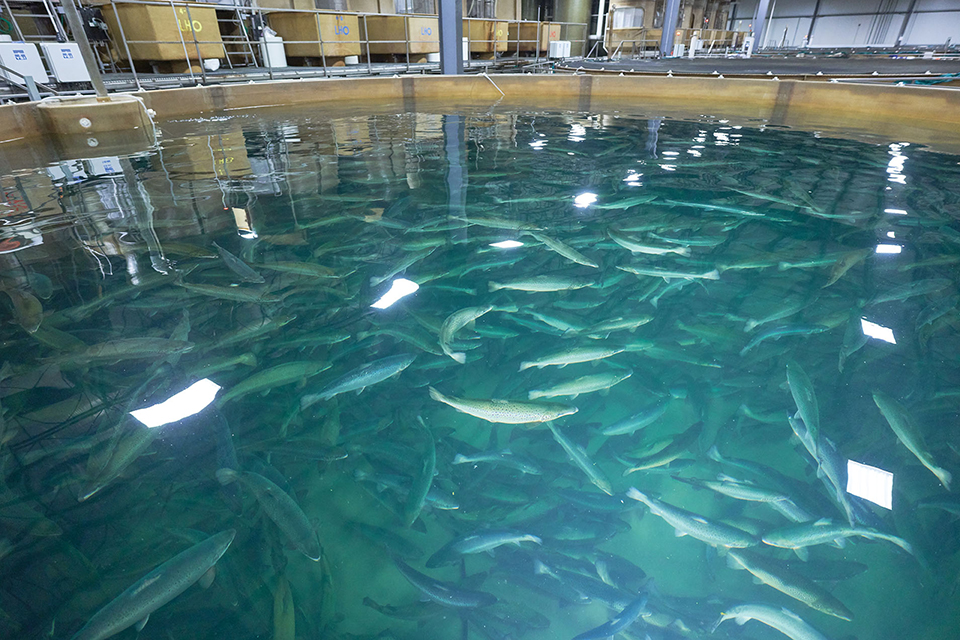 climate-smart aquaculture