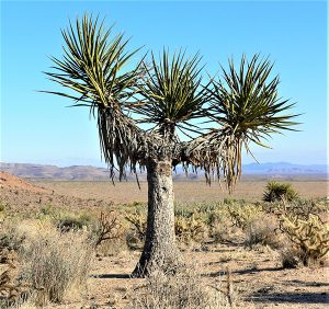 Mojave yucca extracts are a beneficial phytogenic aquafeed additive