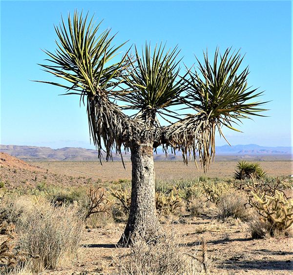Mojave yucca extracts Mojave yucca extracts