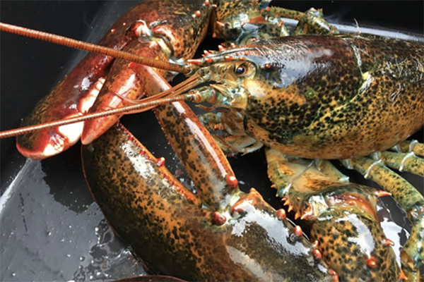 Article image for Pictou Landing First Nation to operate moderate livelihood lobster fishery in Nova Scotia