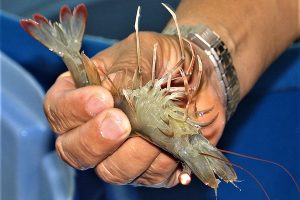 Immersion baths with eugenol can mitigate stress responses in farmed shrimp from transportation