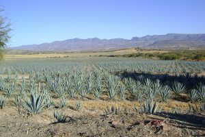 Effect of agavin on beneficial microbes within Pacific white shrimp