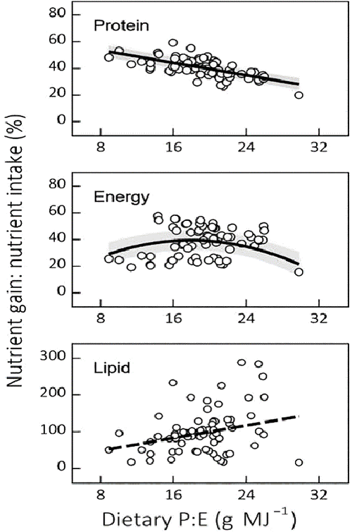Fig. 3: Effects of the crude protein-to-gross energy ratio (P:E) on the gain-to-intake ratio of crude protein, gross energy and lipid in Nile tilapia (n = 72). Solid lines (—) represent simple linear and quadratic relationships with estimates different from zero at p &lt; 0.05. Dashed lines (- -) represent relationships for which model’s residuals were not normally distributed, but for which parameter estimates differed from zero at p &lt; 0.05. Grey areas represent the 95 percent confidence interval of model predictions for models with normally distributed residuals Modified from the original.