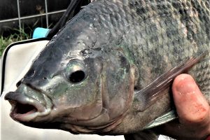 Balancing protein and energy in Nile tilapia feeds