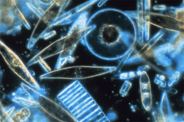 Article image for Ocean acidification poses a greater threat to marine diatoms: study