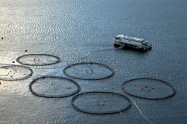 Article image for Report: With the right technology, ocean renewable energy can power offshore aquaculture