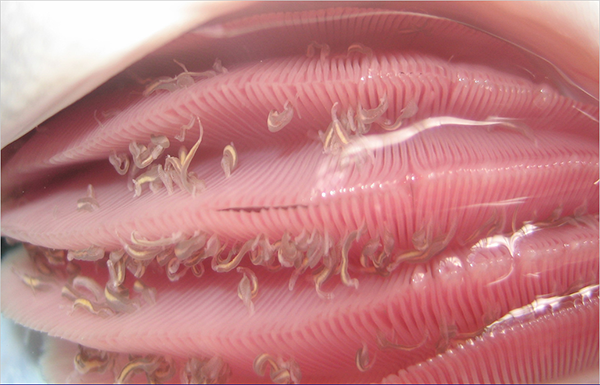 Article image for No fluke: Cawthron Institute’s new web tool could help fish farmers tackle parasitic infection
