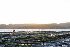 California shellfish farmers need greater support to face effects of climate change, OSU study finds