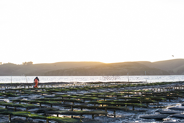 California shellfish farmers