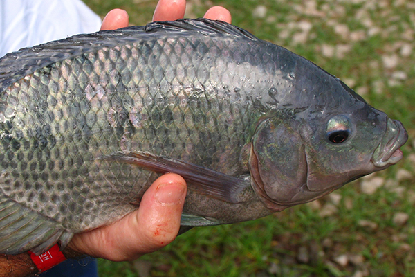 tilapia farming