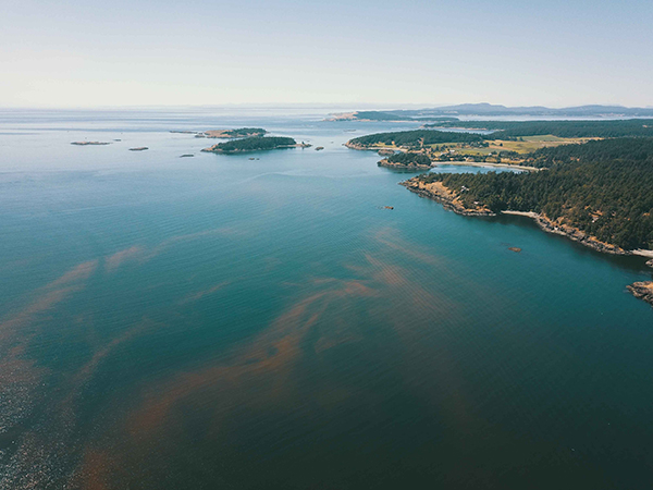 Article image for Can technology protect salmon farms from harmful algal blooms?