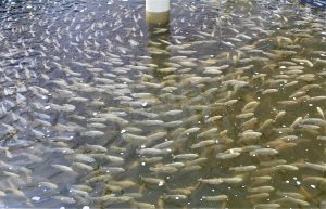 How dietary supplementation with fumaric acid affects Nile tilapia juveniles