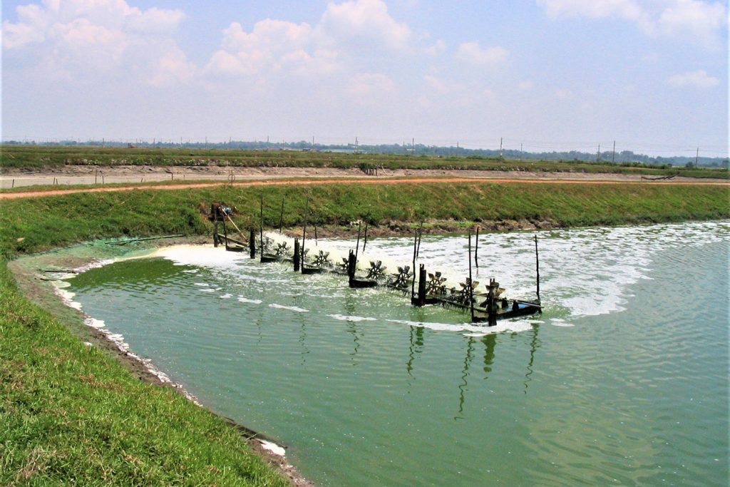 Article image for A comparison of resource use in shrimp farming, part 3: Energy