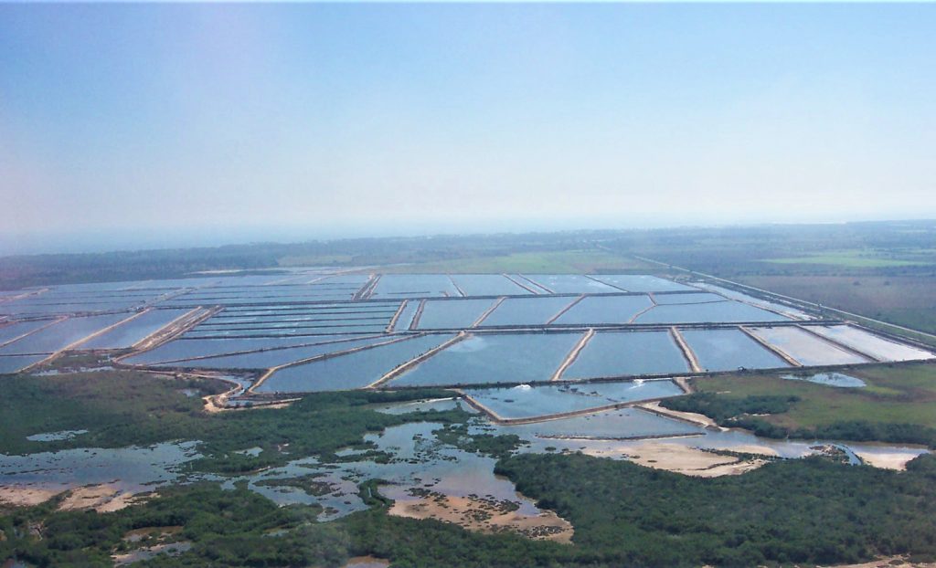 Article image for A comparison of resource use in shrimp farming, part 2: Water