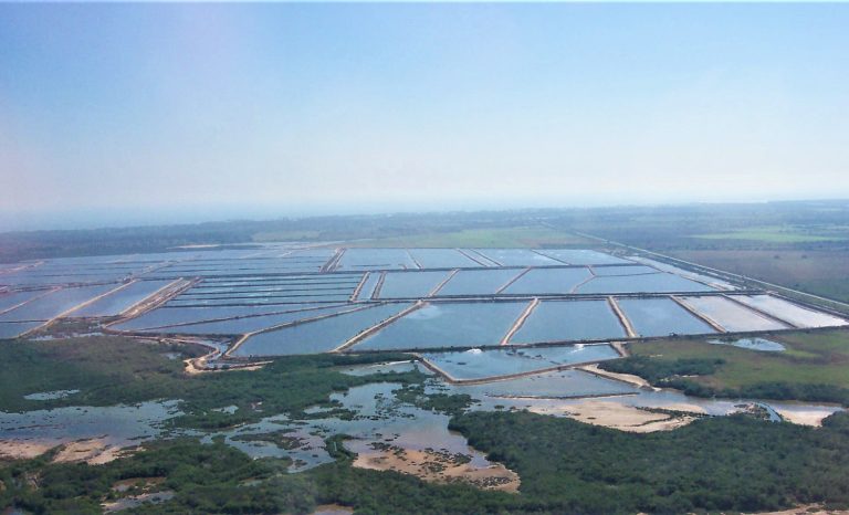 Article image for A comparison of resource use in shrimp farming, part 2: Water