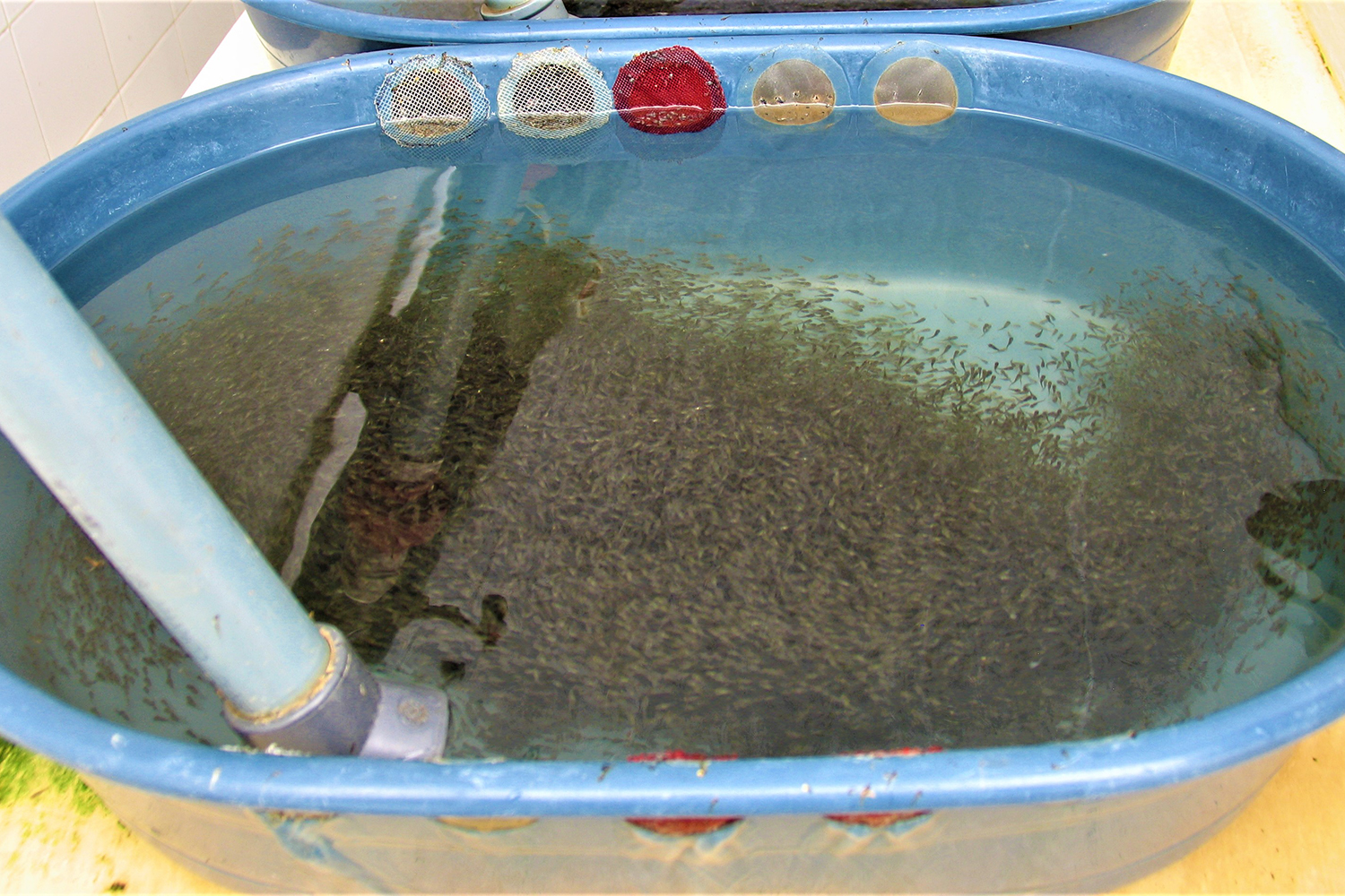 Vaccinating Nile tilapia against Tilapia Lake Virus (TiLV