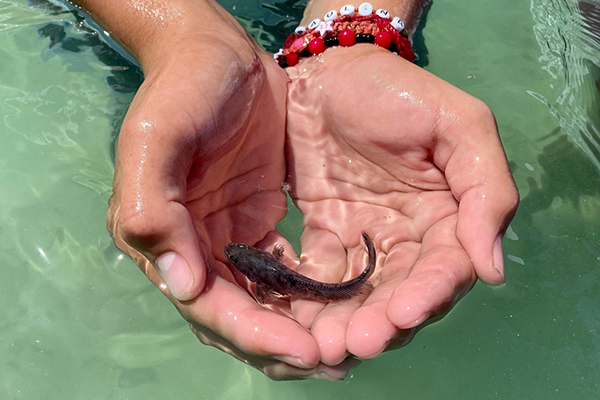 Article image for Mexican aquaculture firm releases 30,000 endangered totoaba in the Sea of Cortez