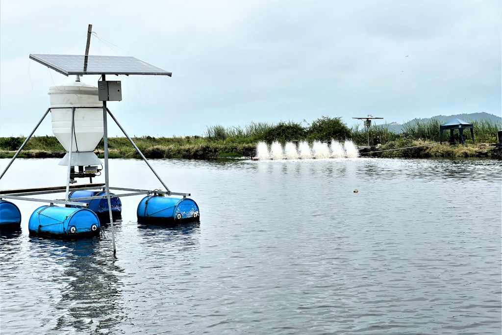 Article image for How automatic shrimp feeders impact water and soil quality of grow-out ponds in Ecuador
