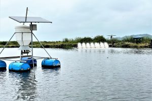 Cómo los alimentadores automáticos de camarones impactan la calidad del agua y el suelo de los estanques de engorde en Ecuador