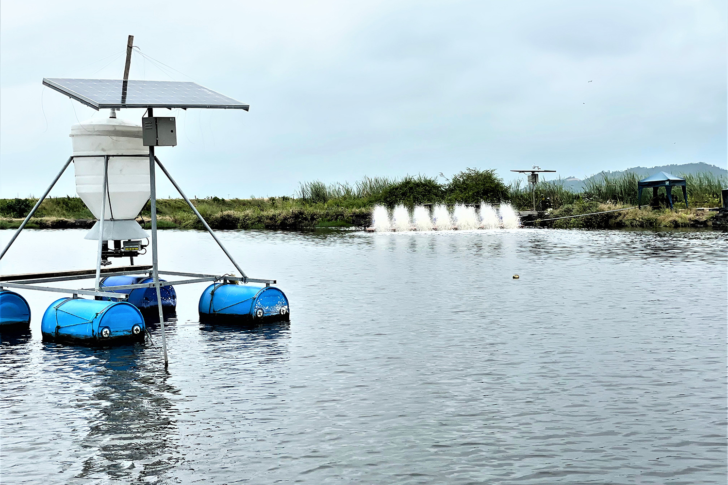 How automatic shrimp feeders impact water and soil quality of grow-out ponds  in Ecuador - Responsible Seafood Advocate