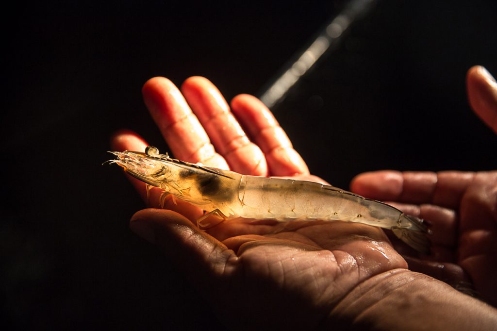 Article image for World’s first fully integrated Pacific white shrimp genomic selection program established in Ecuador