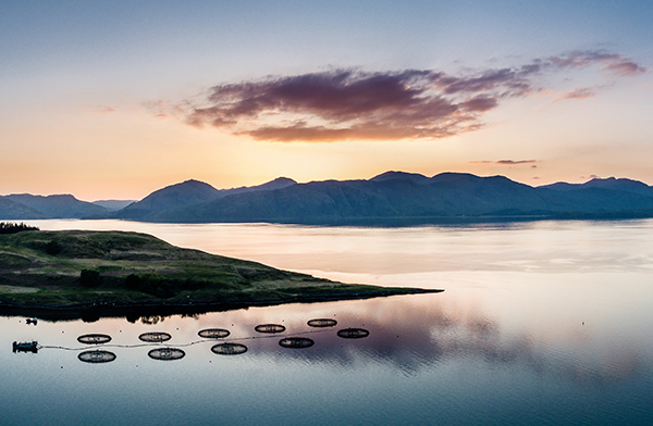 Article image for Scottish salmon farmers to trial simplified licensing and approval process
