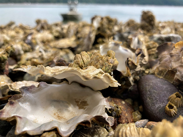 Article image for 2021 heat wave created ‘perfect storm’ for shellfish die-off