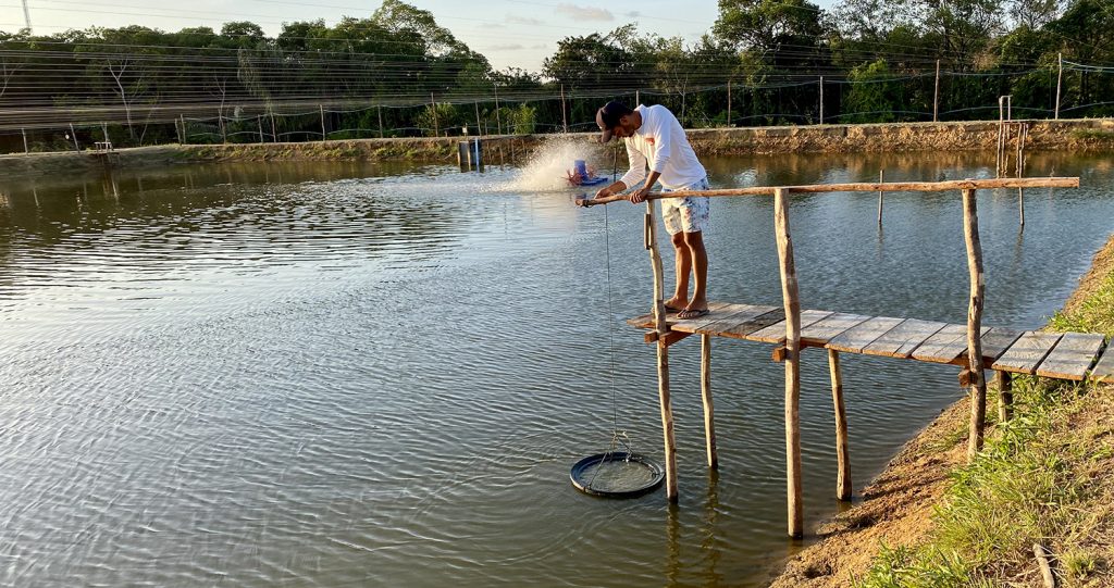 Article image for This Las Vegas-based company is converting ammonia into a regenerative fishmeal alternative for shrimp