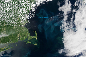 Article image for Satellites show phytoplankton productivity plunge in the Gulf of Maine