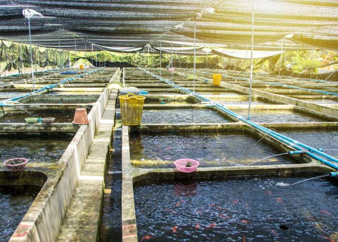 seafood hatchery