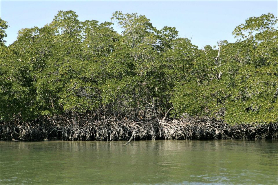 restored mangrove forests