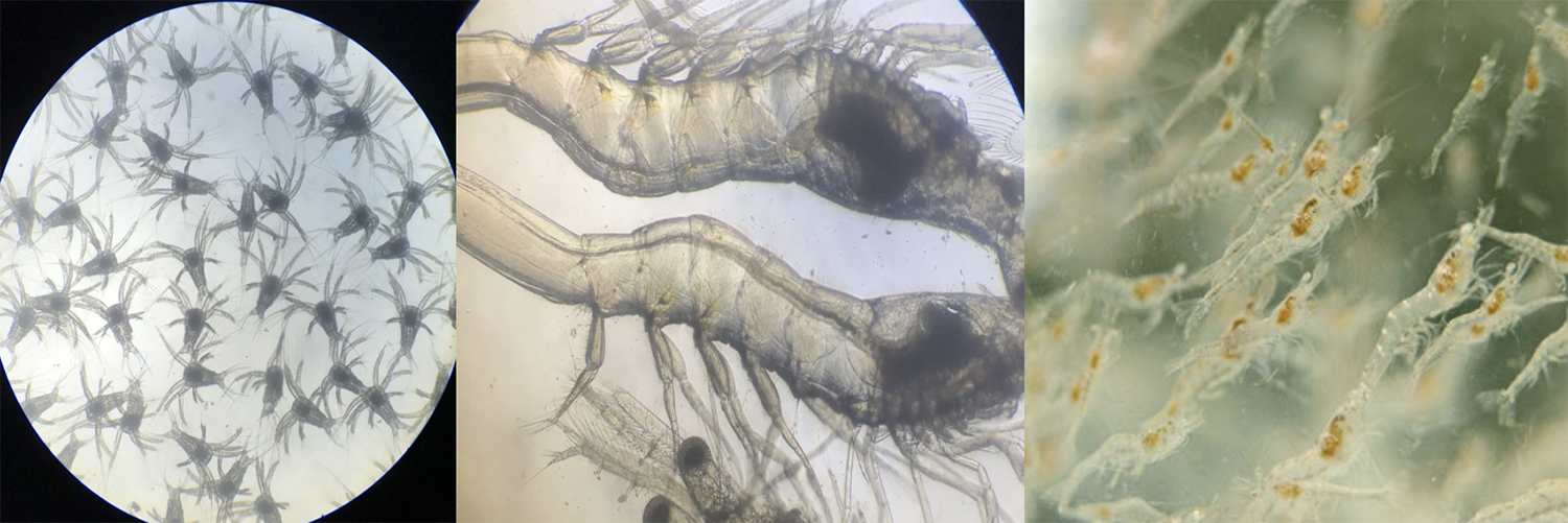 Postlarvae Fish How commercial probiotics impact the production and health of Pacific ...