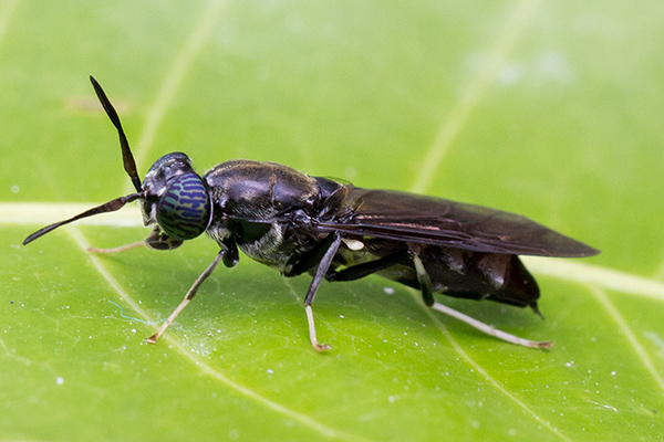 black soldier fly meal