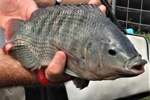 Tilapia producer: Stunning technology a major fish welfare advancement