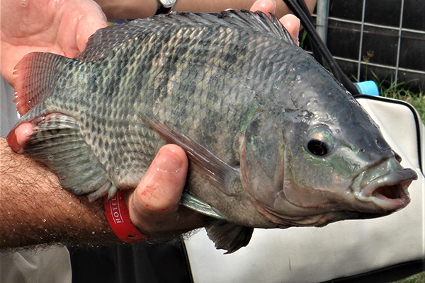 Article image for Tilapia producer: Stunning technology a major fish welfare advancement