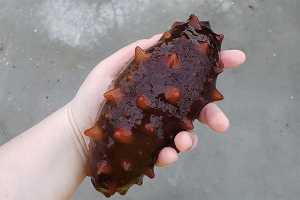 Cool stuff: Sea cucumbers can keep fish farms clean, research finds