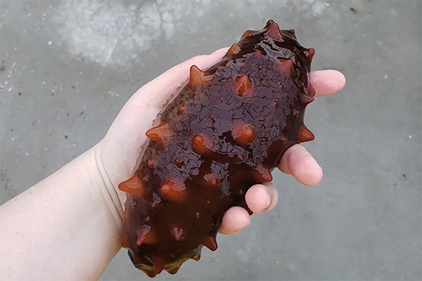Article image for Cool stuff: Sea cucumbers can keep fish farms clean, research finds