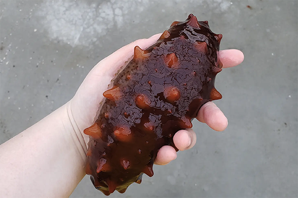 sea cucumbers