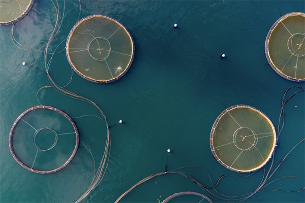 aquaculture sector