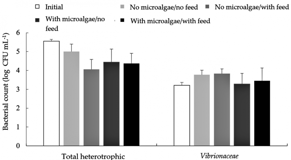 Figure 2. Total heterotrophic bacteria and Vibrio spp. counts in the water of an integrated culture, biofloc system with L. vannamei and O. niloticus for 62 days, in which the addition or no addition of both microalgae and fish feed was evaluated in a factorial design.