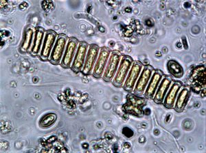 Effect of microalgae Scenedesmus on Pacific white shrimp and Nile tilapia in a biofloc environment