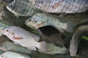How light intensity levels can impact stress effects in Nile tilapia aquaculture