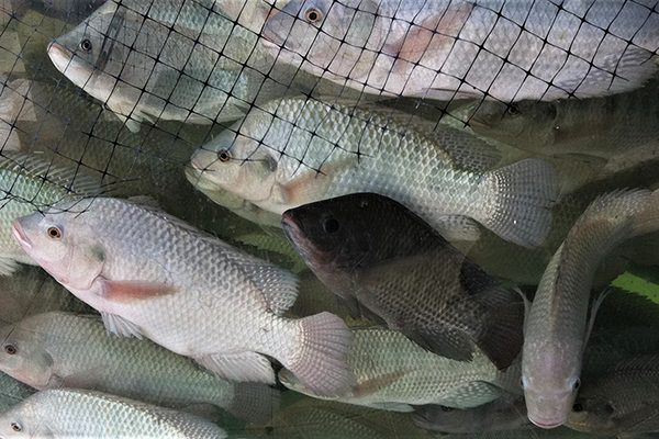 Article image for How light intensity levels can impact stress effects in Nile tilapia aquaculture
