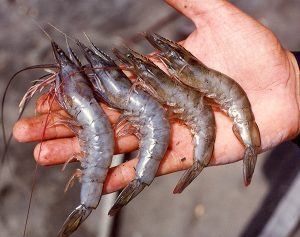 Current status of IHHNV infection in Peru’s and Ecuador’s shrimp industries