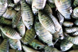 How does nanoselenium supplementation impact Nile tilapia?
