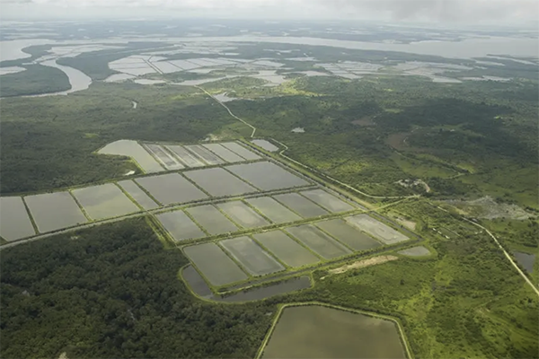 Article image for IFC announces $45 million loan for leading Ecuadorean shrimp producer