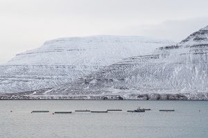 Net-zero aquafeed facility planned for Iceland