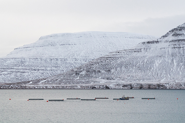 Article image for Net-zero aquafeed facility planned for Iceland